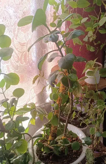 سه عدد گل اپارتمانی|گل و گیاه طبیعی|فارسان, |دیوار