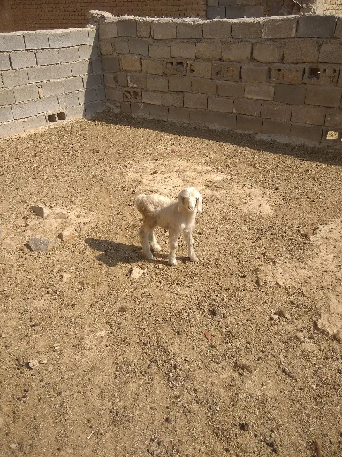 بره شیری|حیوانات مزرعه|مرودشت, رودبال|دیوار