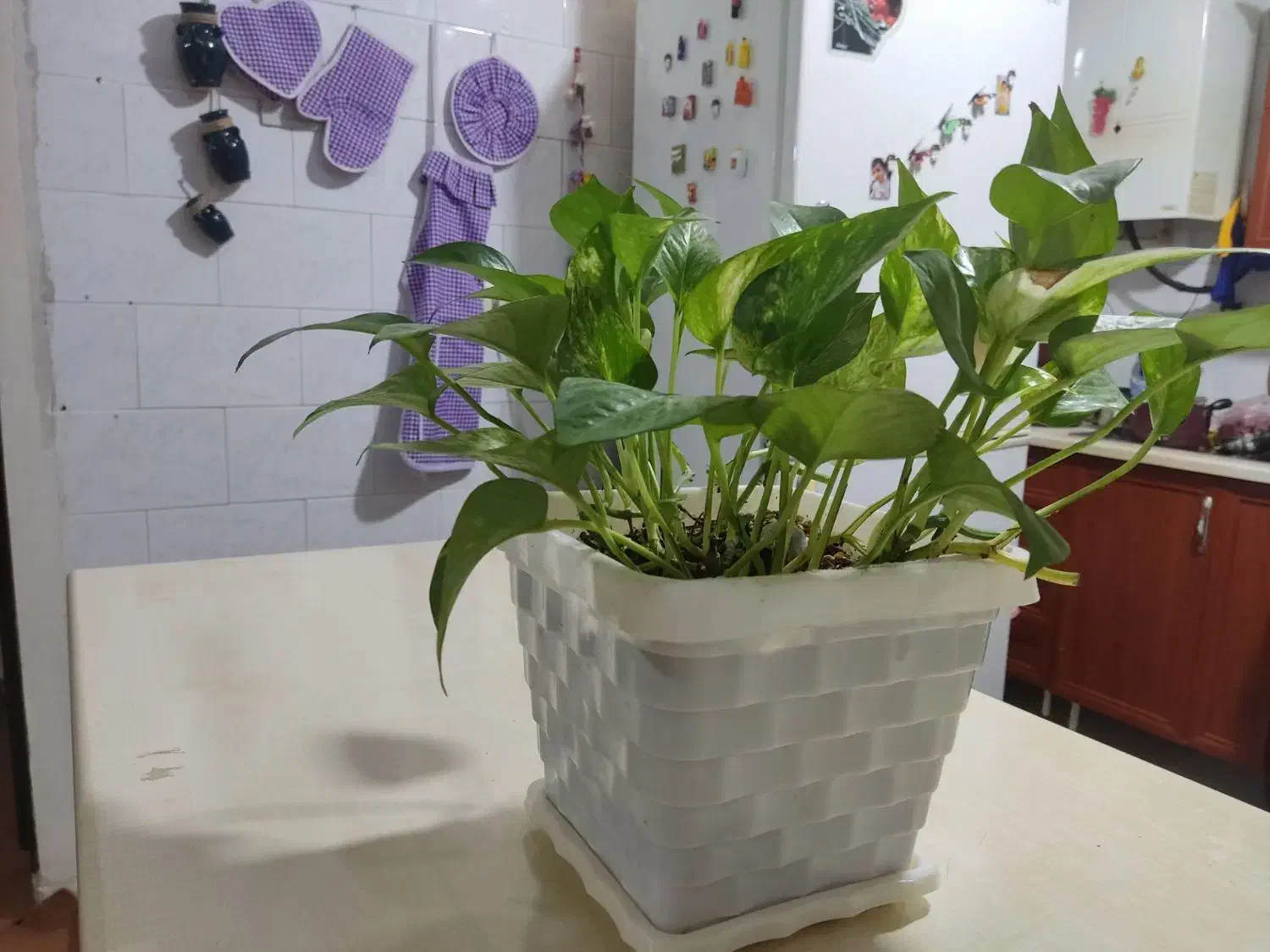 چند عدد گل|گل و گیاه طبیعی|کرمانشاه, |دیوار