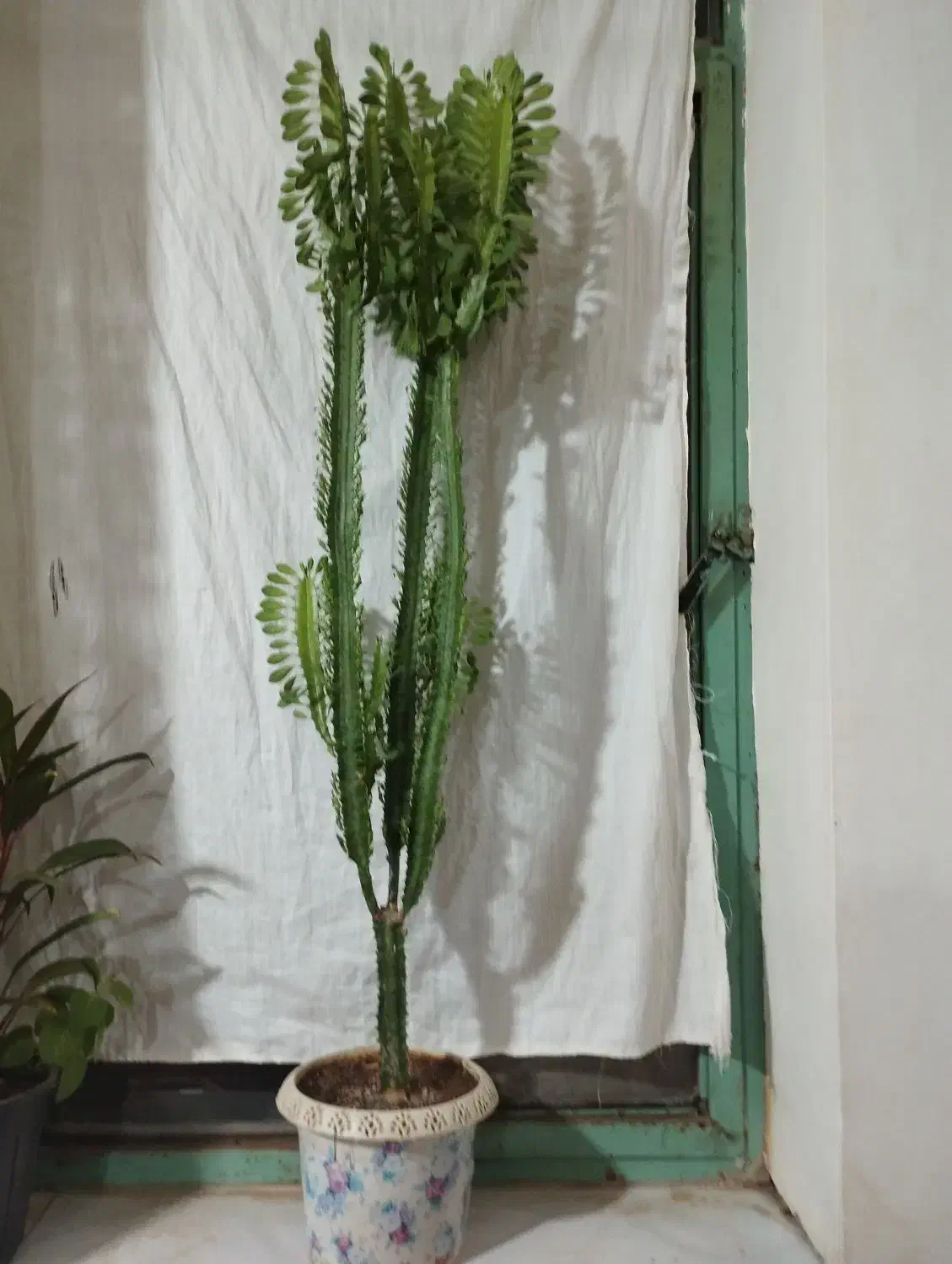 گل فروشی|گل و گیاه طبیعی|پیر سلیمان, |دیوار