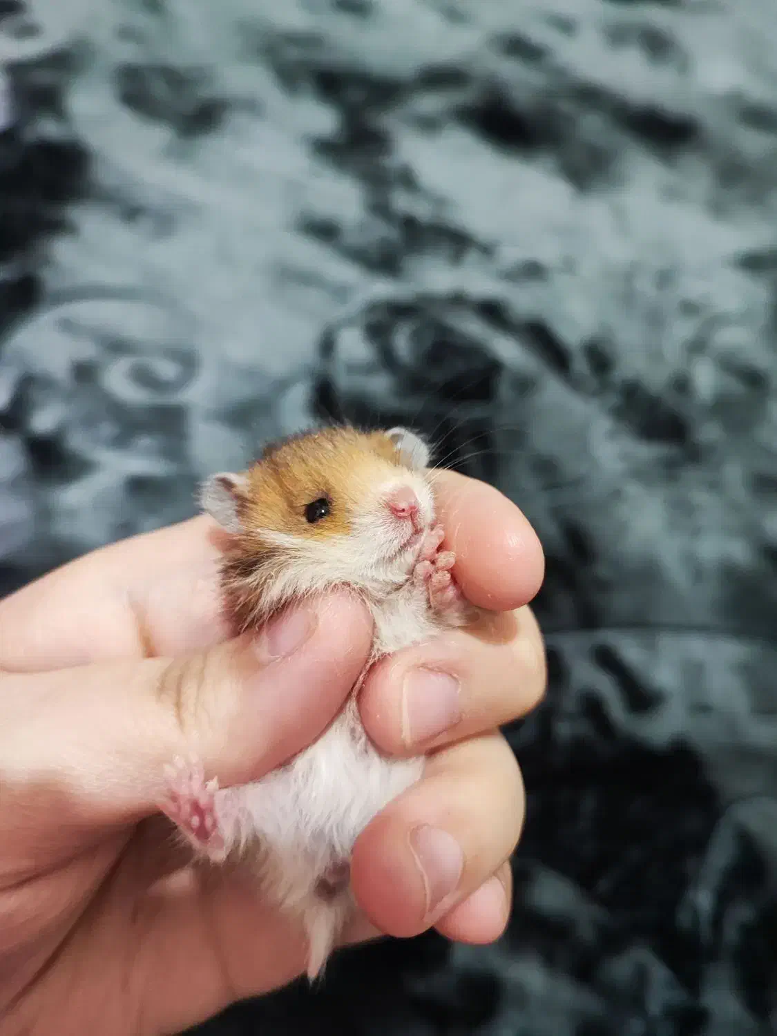 همستر بچه نژاد سوری|موش و خرگوش|قشم, |دیوار