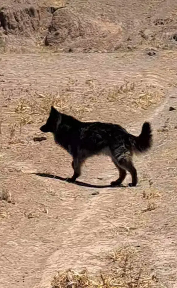 سگ ژرمن|سگ|نیشابور, فضل|دیوار