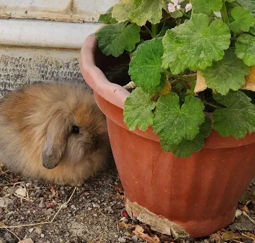 خرگوش لوپ اصیل|موش و خرگوش|مشهد, فارغ التحصیلان|دیوار