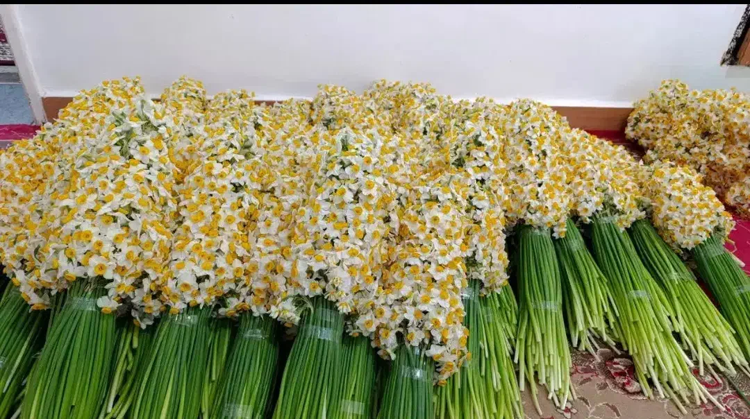 گل نرگس|گل و گیاه طبیعی|تهران, شهرک دانشگاه|دیوار