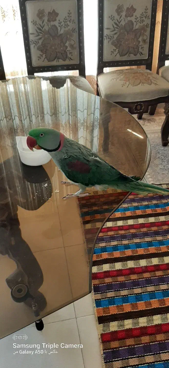 شاه طوطی|پرنده|صدرا-فارس, فاز ۱|دیوار