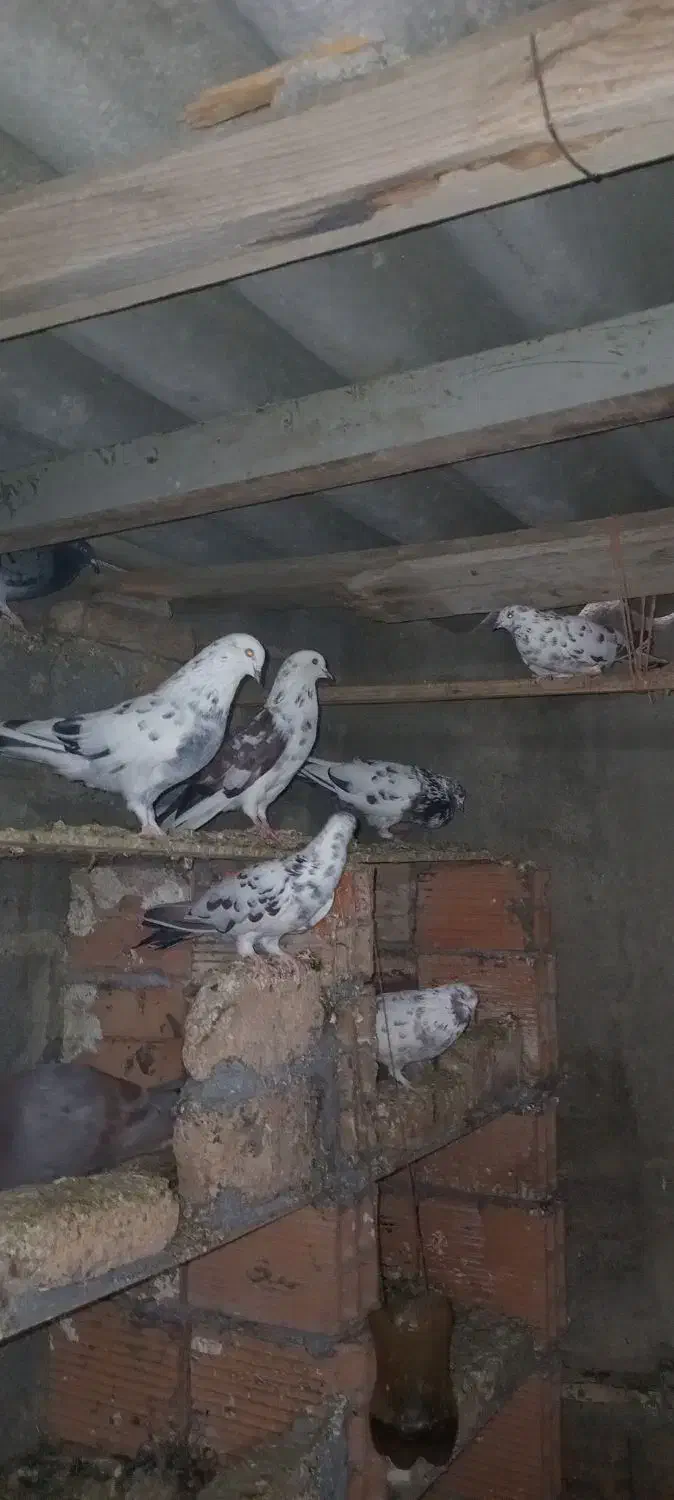 تعدادی کبوتر ب فروش میرسد|پرنده|بندر ترکمن, |دیوار