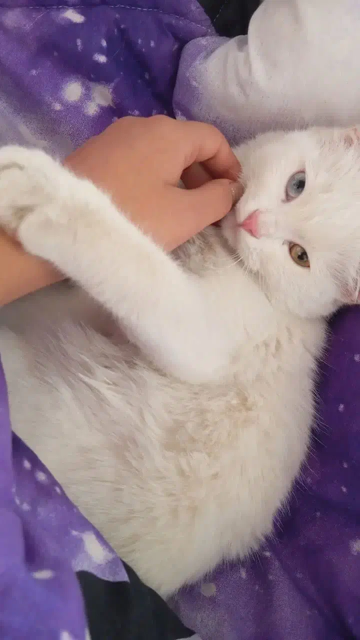 گربه پرشین|گربه|رفسنجان, |دیوار