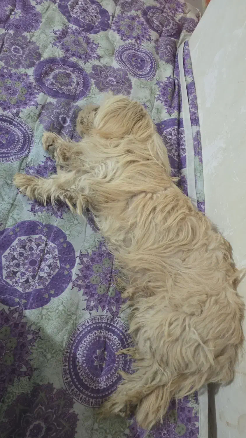 واگذاری|سگ|سده (فارس), |دیوار