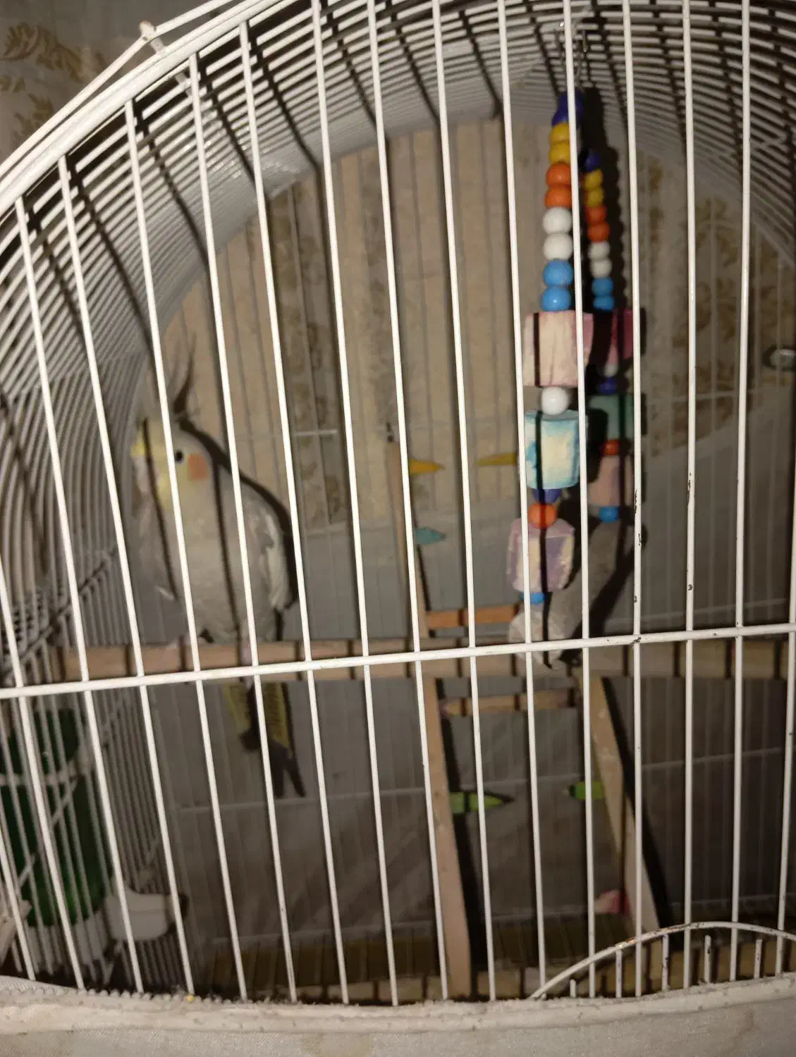 عروس هلندی|پرنده|اسلامشهر, مظفریه|دیوار