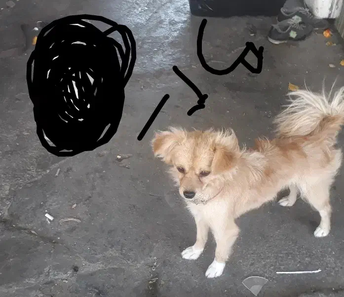 سگ پاکوتاه گمشده توله شیر خوار داره|سگ|زنجان, |دیوار