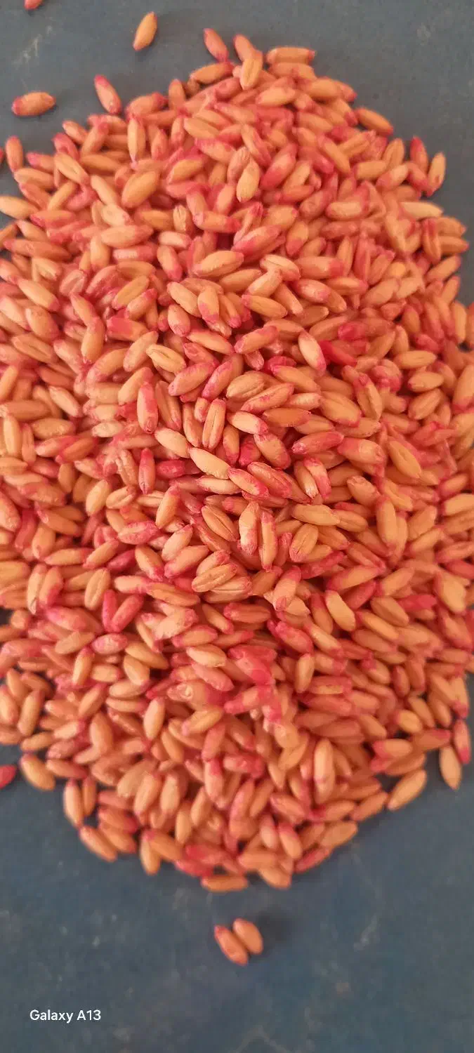 گندم اصلاح شده بذزی|خدمات باغبانی و درختکاری|اسلام‌‌آباد غرب, |دیوار