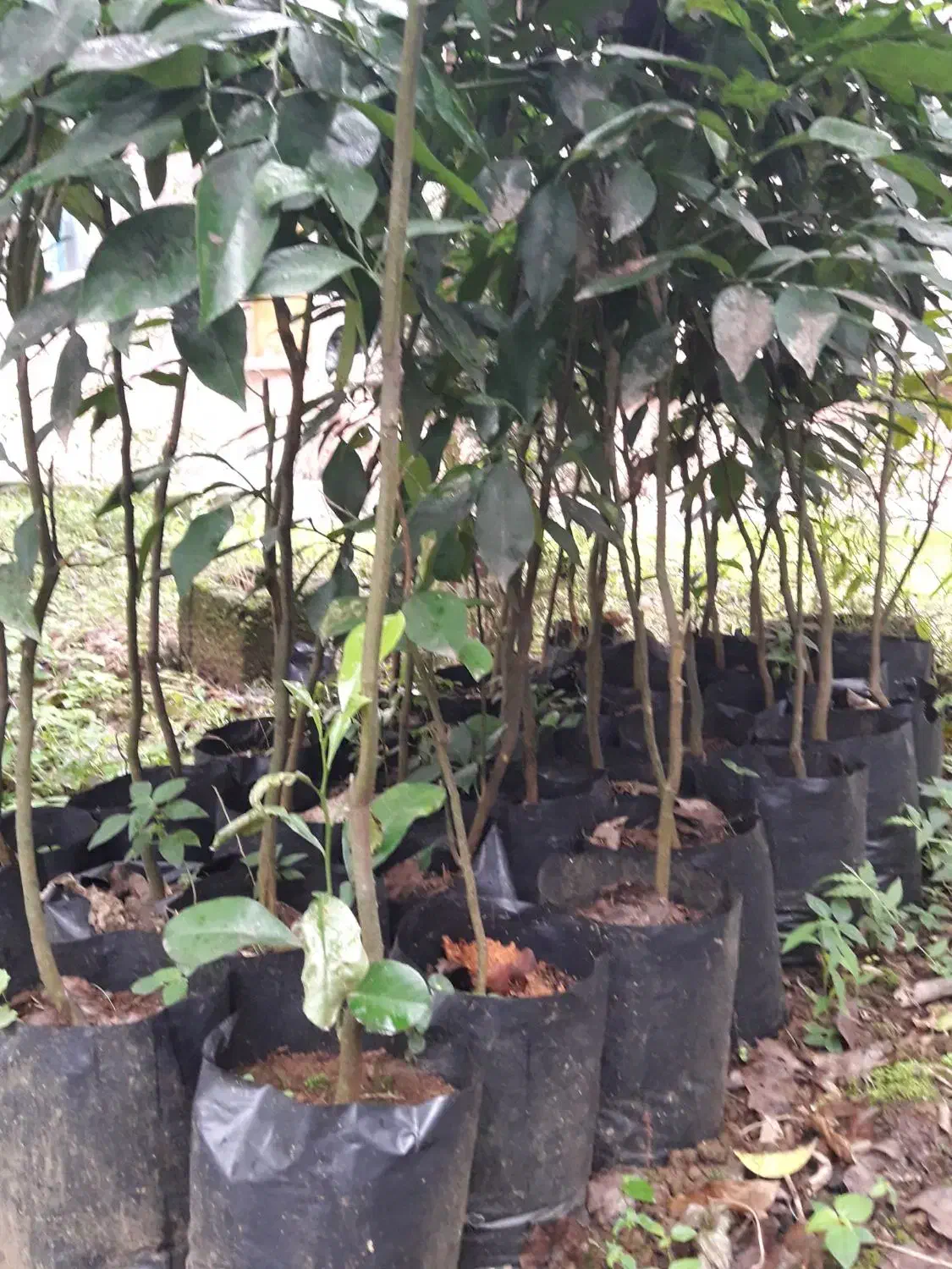 نهال نارنج|خدمات باغبانی و درختکاری|رانکوه, |دیوار