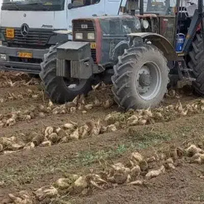 25تن چقندر عالی درجه یک|عمده‌فروشی|هلالی, |دیوار