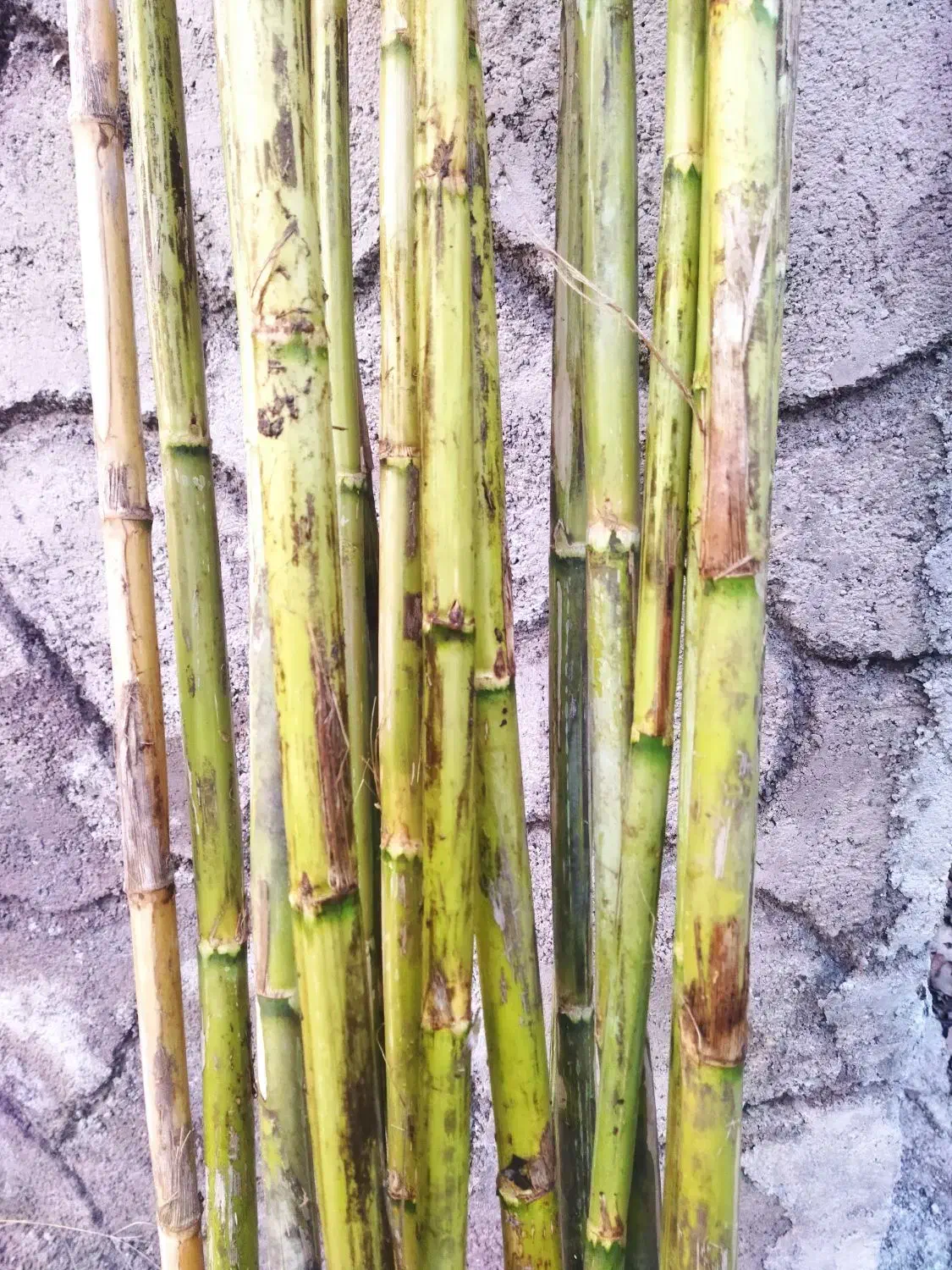 فروش لوله چوبی برای طراحی و ... .|کلکسیون و سرگرمی|لنگرود, |دیوار