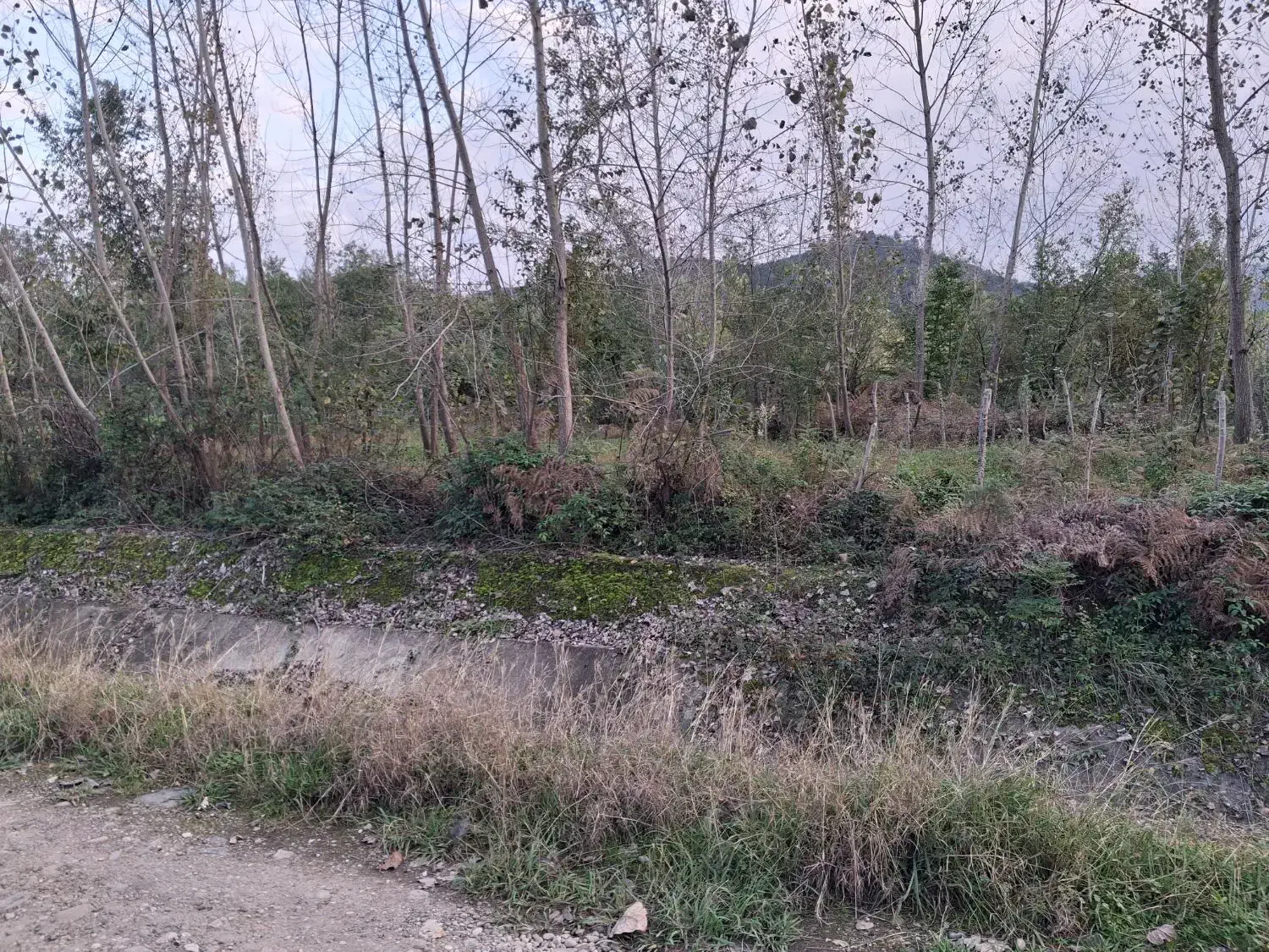 زمین مناسب گل و گیاه|فروش زمین و ملک کلنگی|واجارگاه, |دیوار