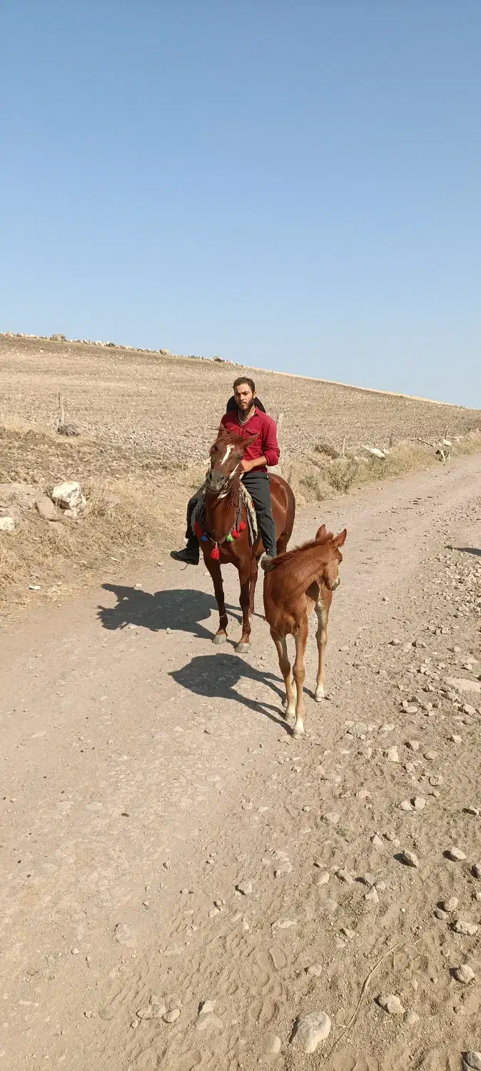 اسب ماده ۴ ساله یوقه|اسب و تجهیزات اسب‌سواری|اردبیل, |دیوار