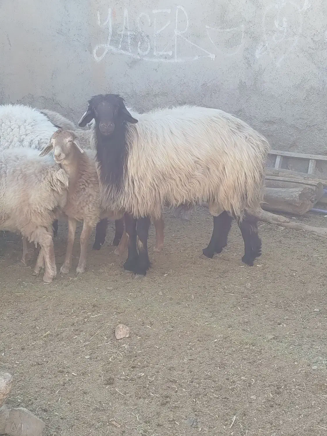دو راس قوچ بزری درجه یک وزن ۱۰۰کیلو قیمت توافقی|حیوانات مزرعه|اسفراین, |دیوار