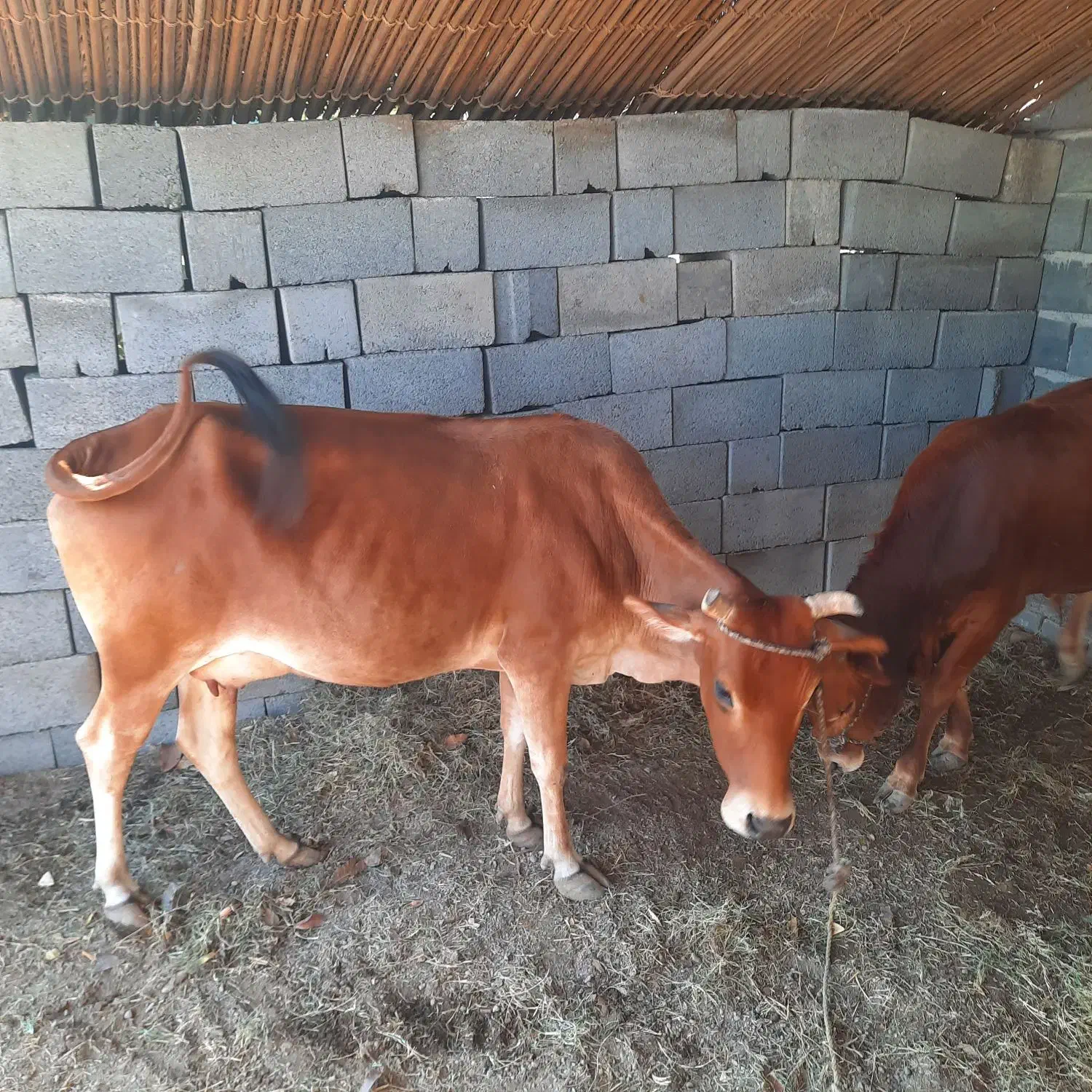 گاو وگوساله|حیوانات مزرعه|میناب, |دیوار