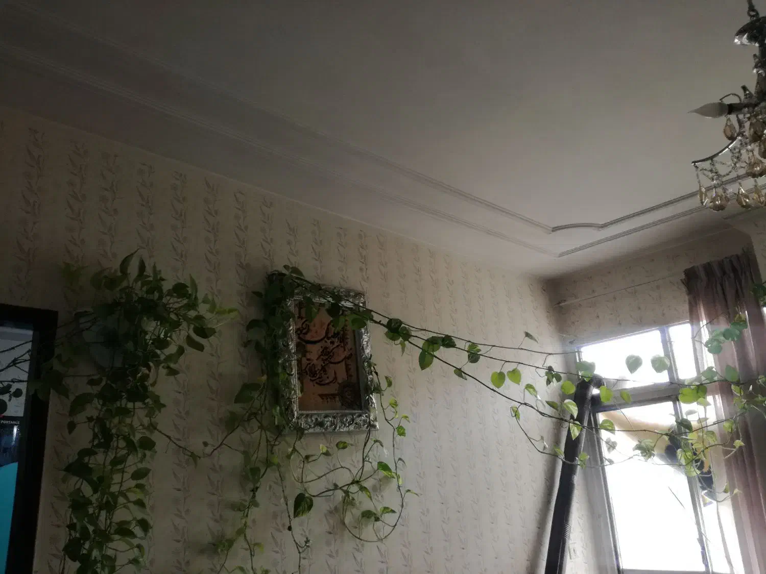 گل پتوس|گل مصنوعی|مشهد, یاس|دیوار