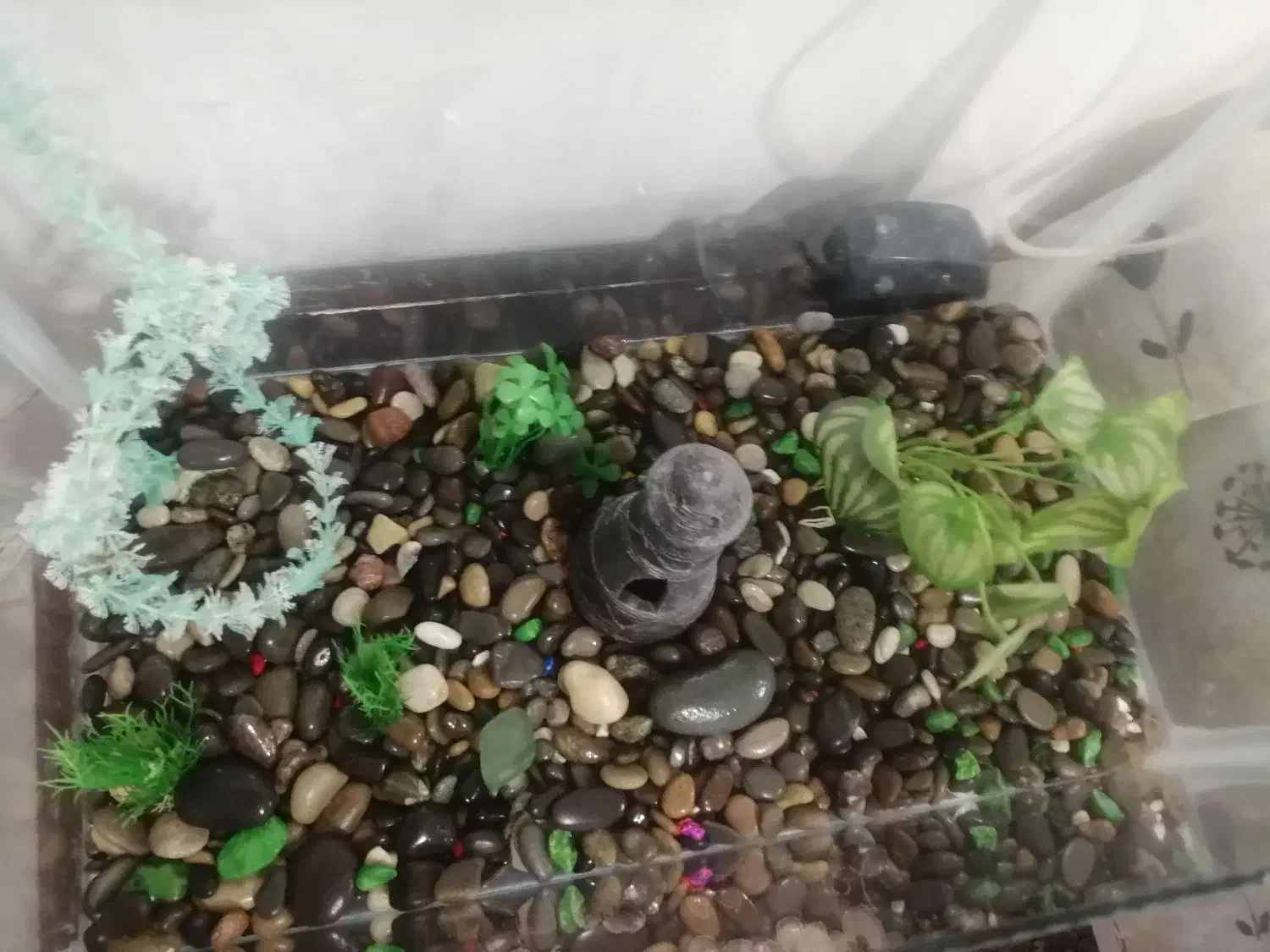 اکواریوم|ماهی|بیرجند, |دیوار