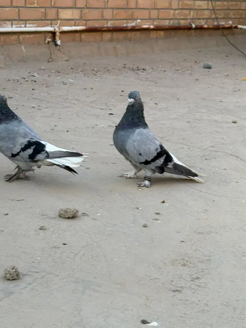 سبز دم سفید|پرنده|بهبهان, |دیوار