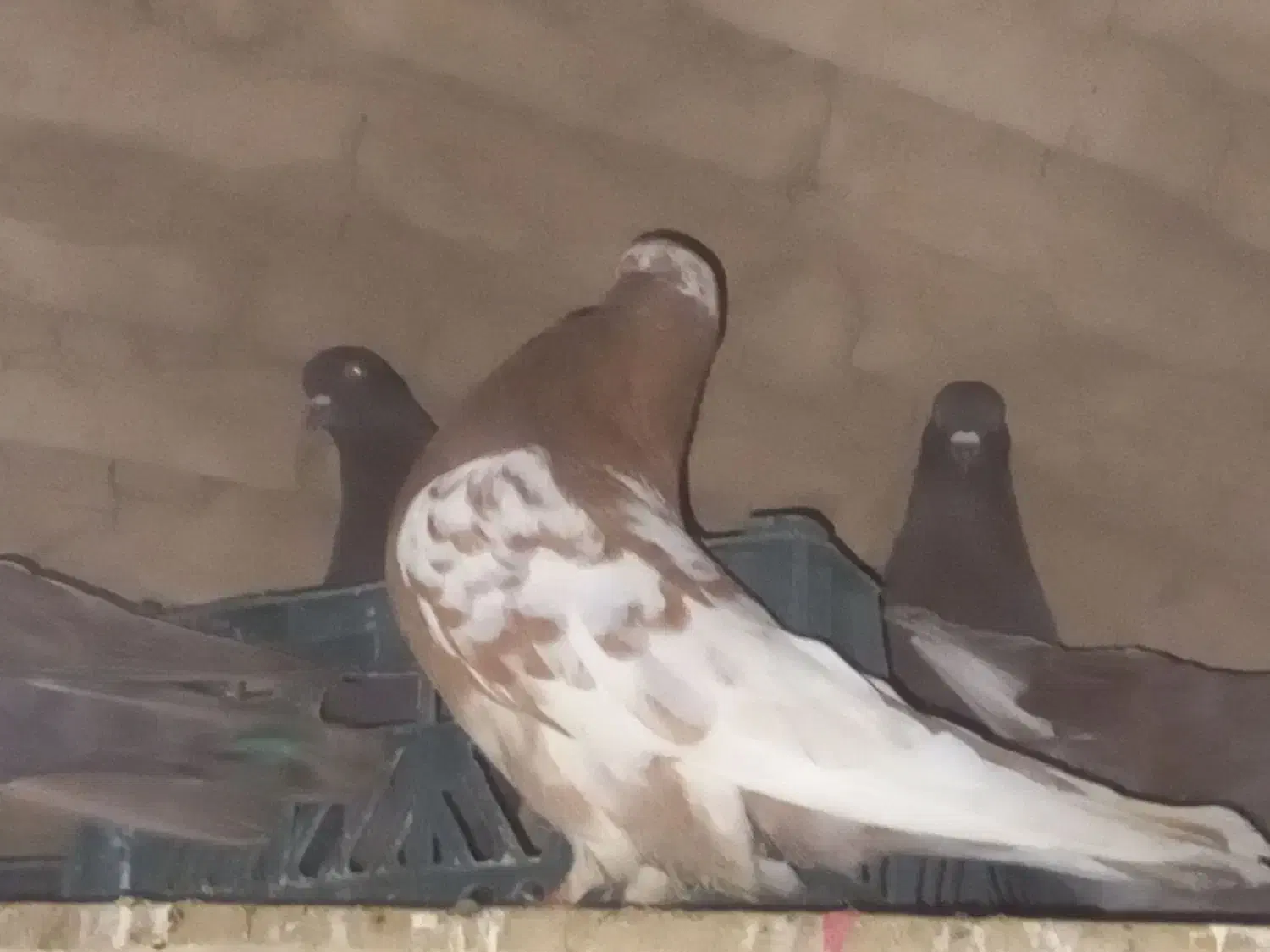 کبوتر پرشی|پرنده|اردکان, |دیوار