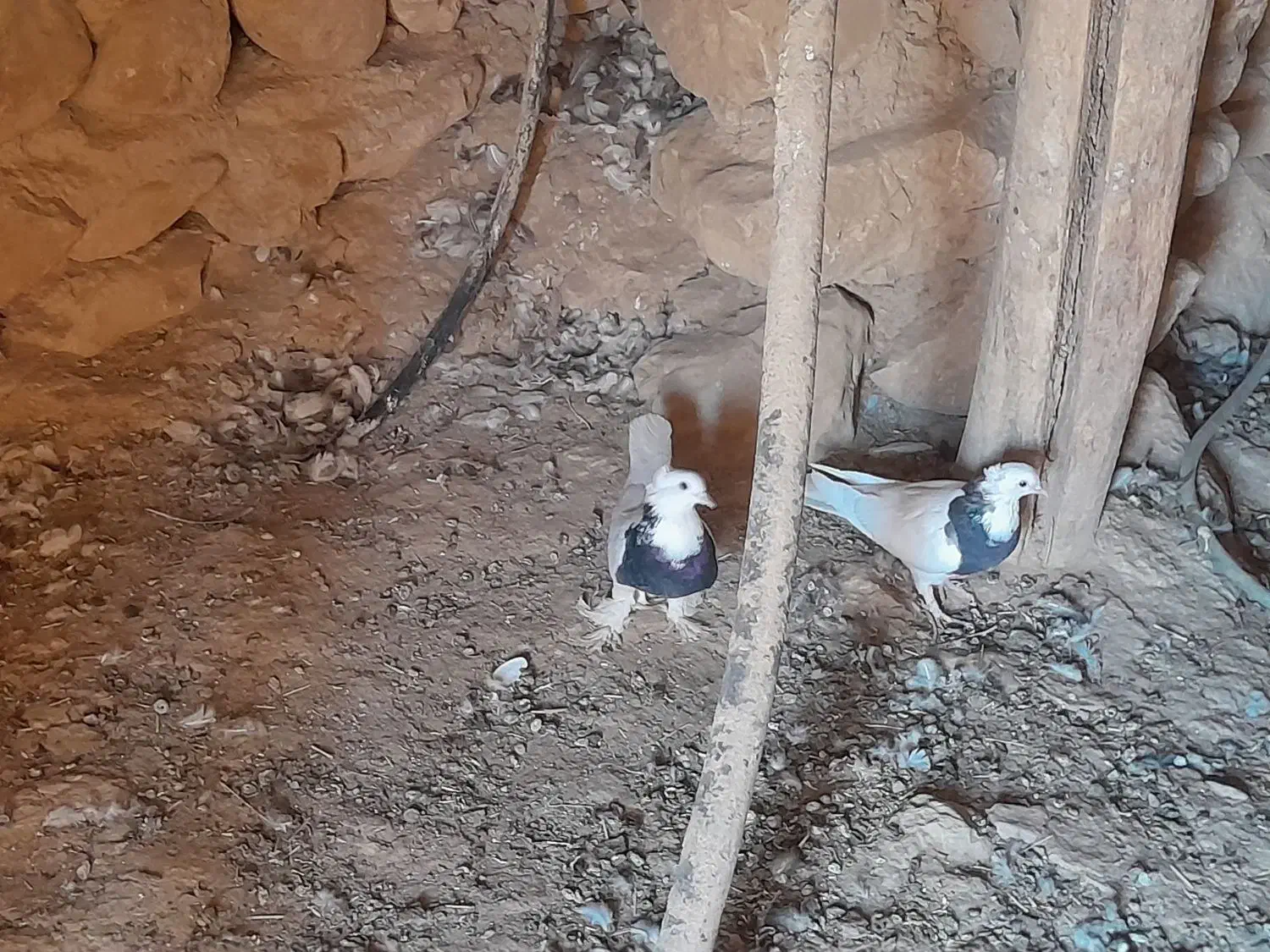 کبوتر طوقی معاوضه  با عروس هلندی|پرنده|لردگان, |دیوار