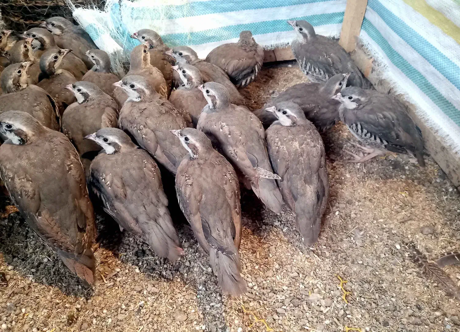 پرنده زینتی 3 ماهه|پرنده|رشت, صفاری|دیوار