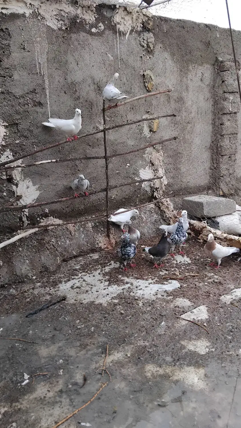 کبوتر سار سرونج کاکلی|پرنده|میان جلگه, |دیوار