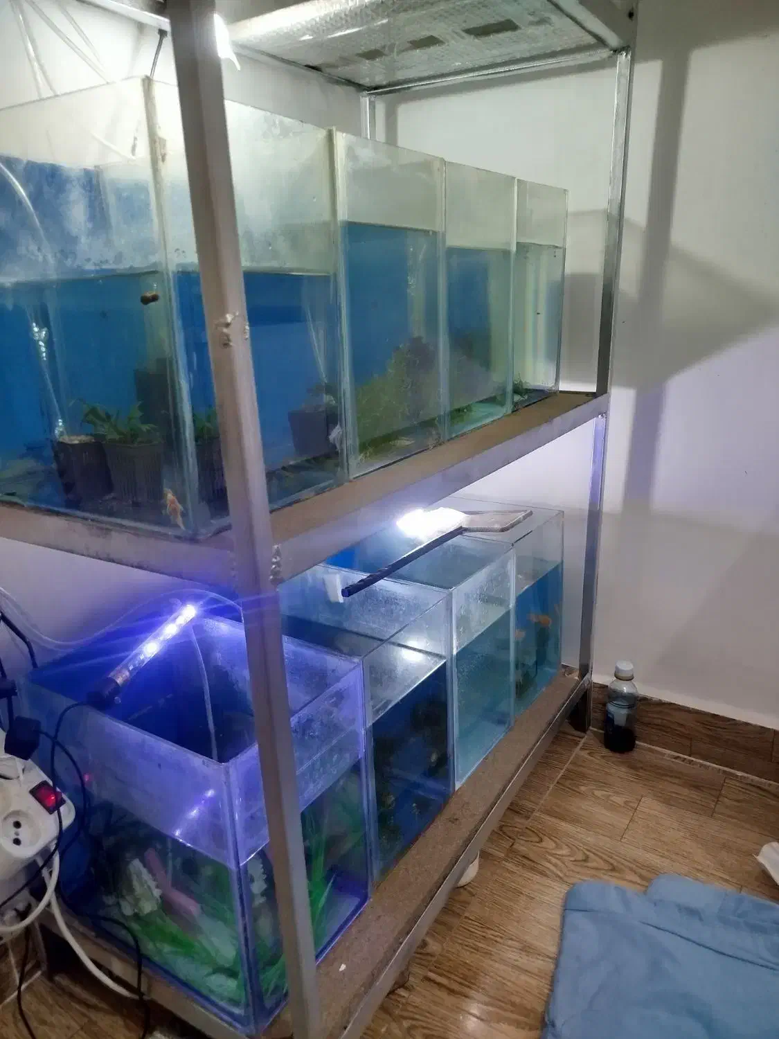 آکواریم|ماهی|باسمنج, |دیوار