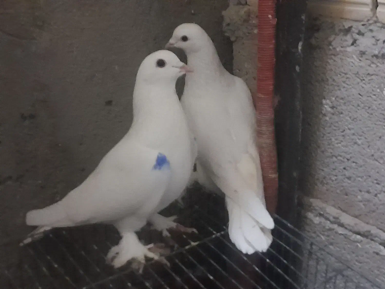 کبوتر|پرنده|تبریز, |دیوار