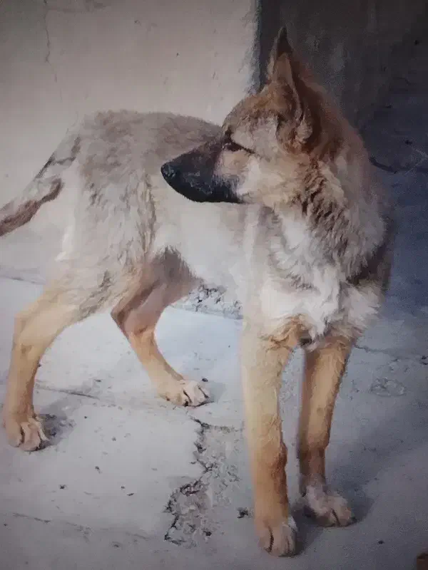 توله ژرمن و خرگوش|سگ|ماهدشت, |دیوار