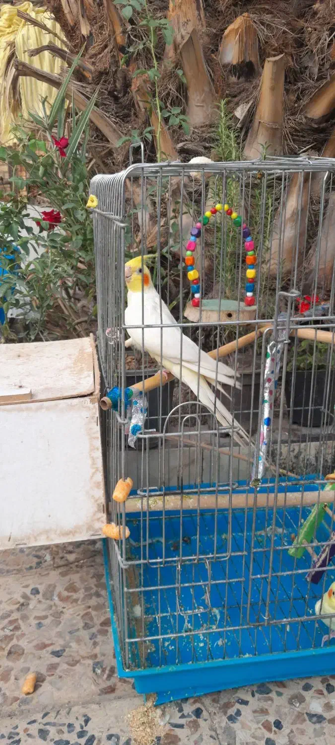 جفت عروس پاریس|پرنده|کارون, |دیوار