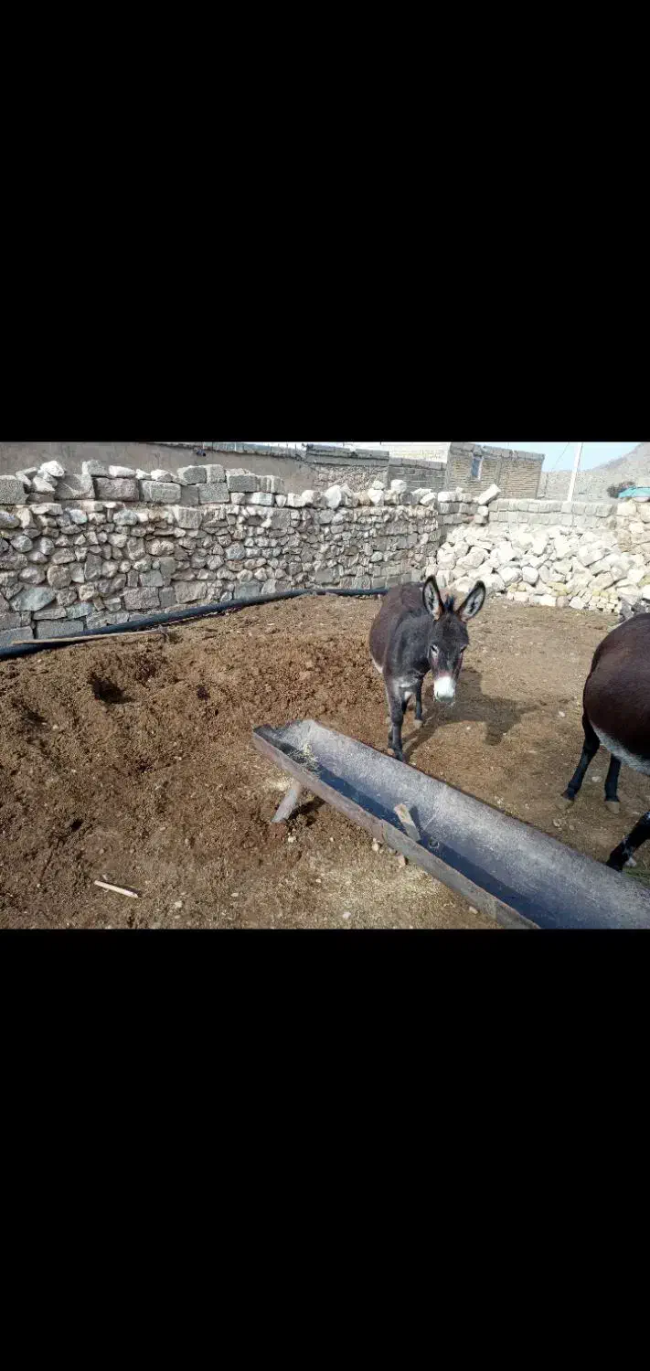 الاغ خر|حیوانات مزرعه|فیروزآباد (فارس), |دیوار