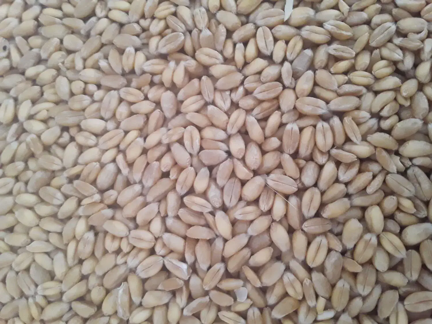 گندم پیشگام|عمده‌فروشی|گیان, |دیوار