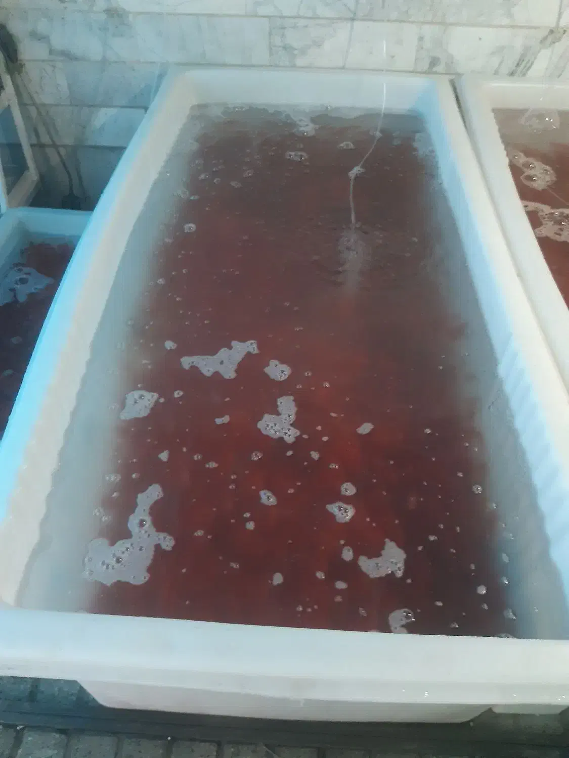 ماهی گلی قرمز|ماهی|قزوین, |دیوار