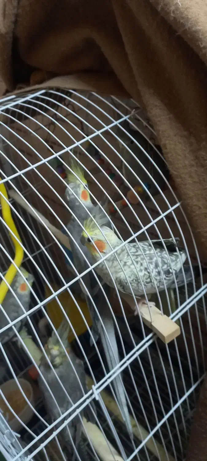 عروس هلندی ...|پرنده|مشهد, فرخد|دیوار