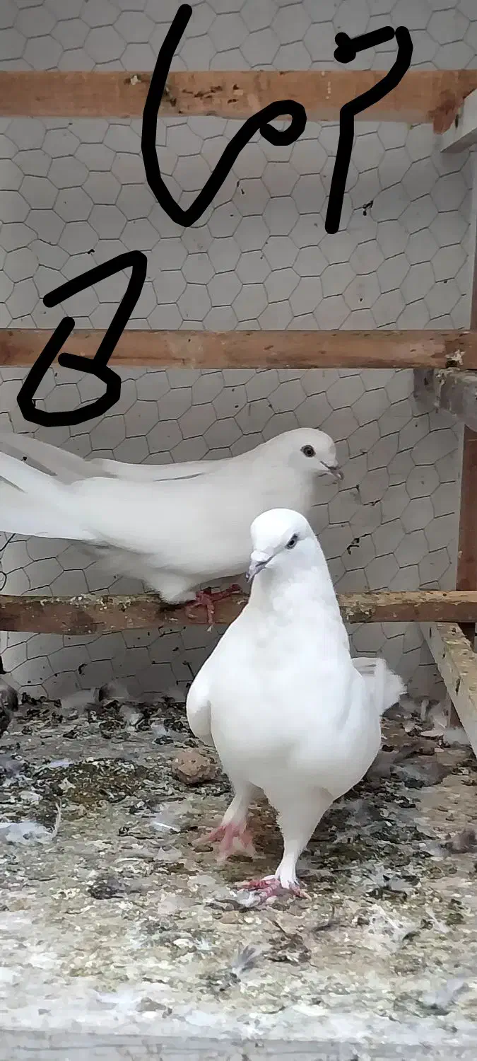 کفتر خوب|پرنده|تهران, بهداشت|دیوار