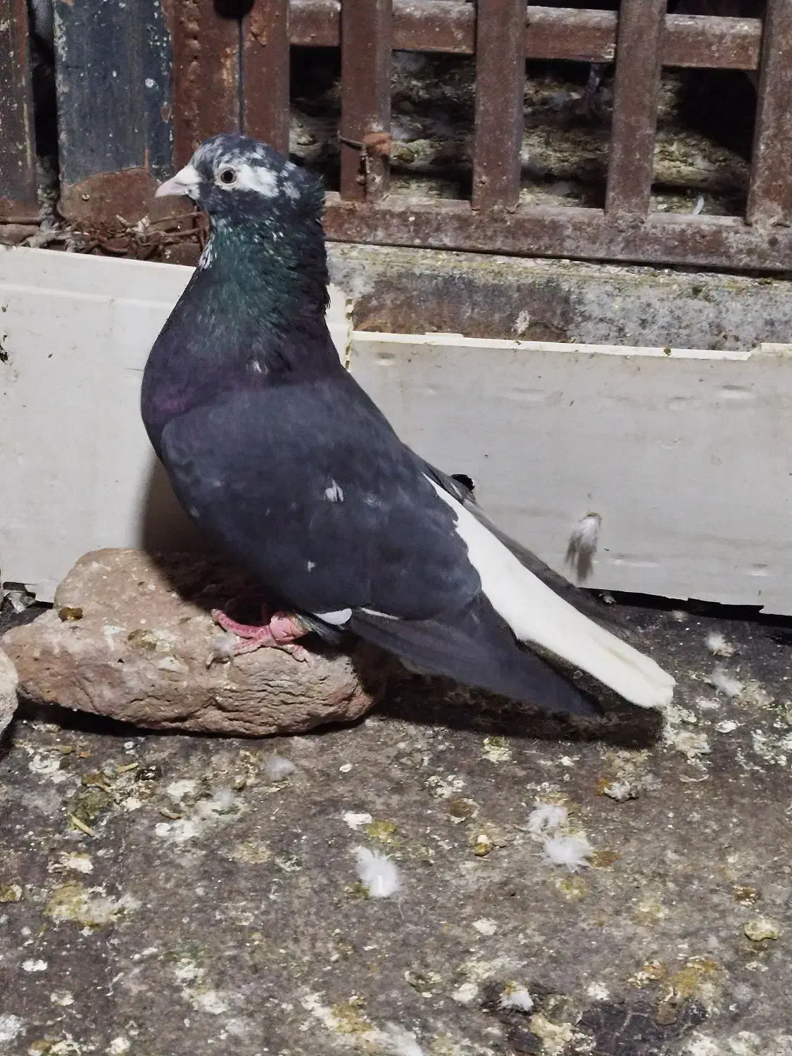 کرز دم سفید نر|پرنده|ایلام, |دیوار