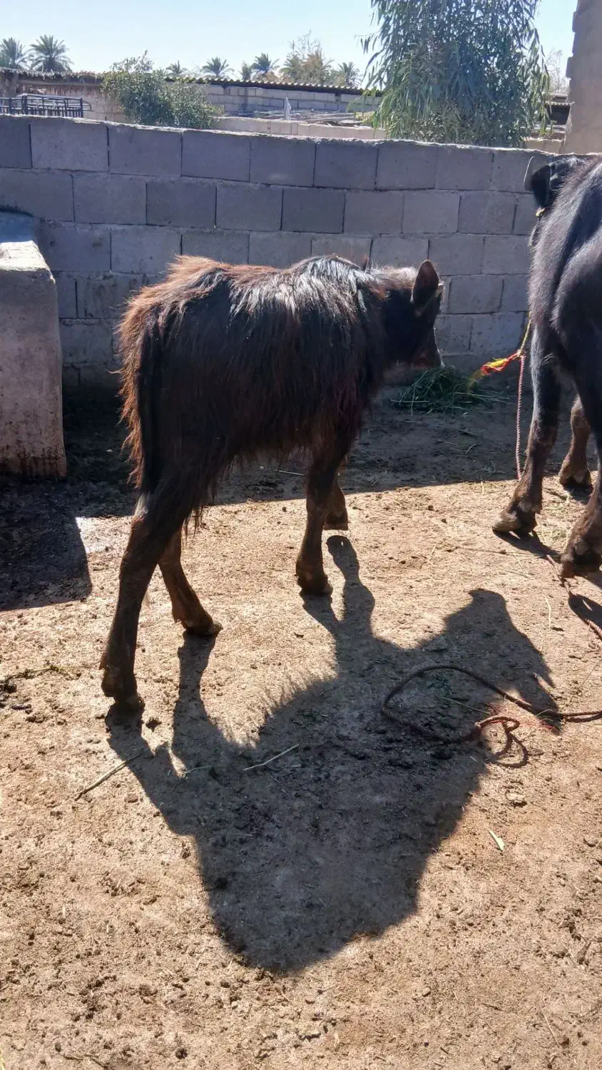 گاومیش|حیوانات مزرعه|سوسنگرد, |دیوار