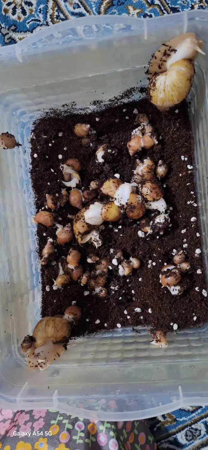 حلزون آچاتینا مولد و نوزاد|خزنده|تهران, شهرک دانشگاه|دیوار