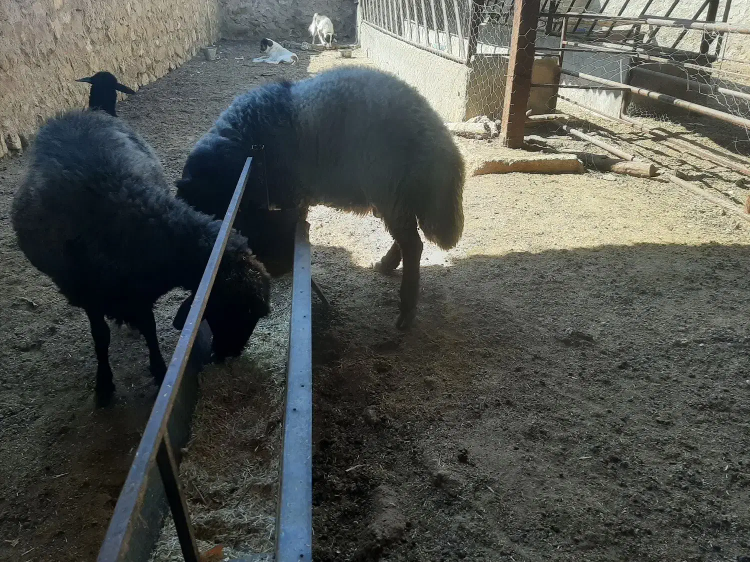 قوچ همو وبره ماده قره غزل هترو|حیوانات مزرعه|بجنورد, |دیوار