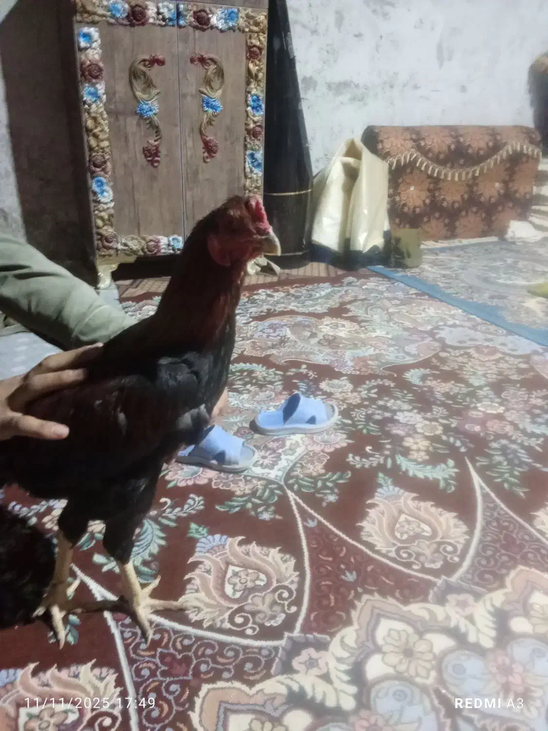 خروس لاری اصل ضمانتی|حیوانات مزرعه|سراوان, |دیوار