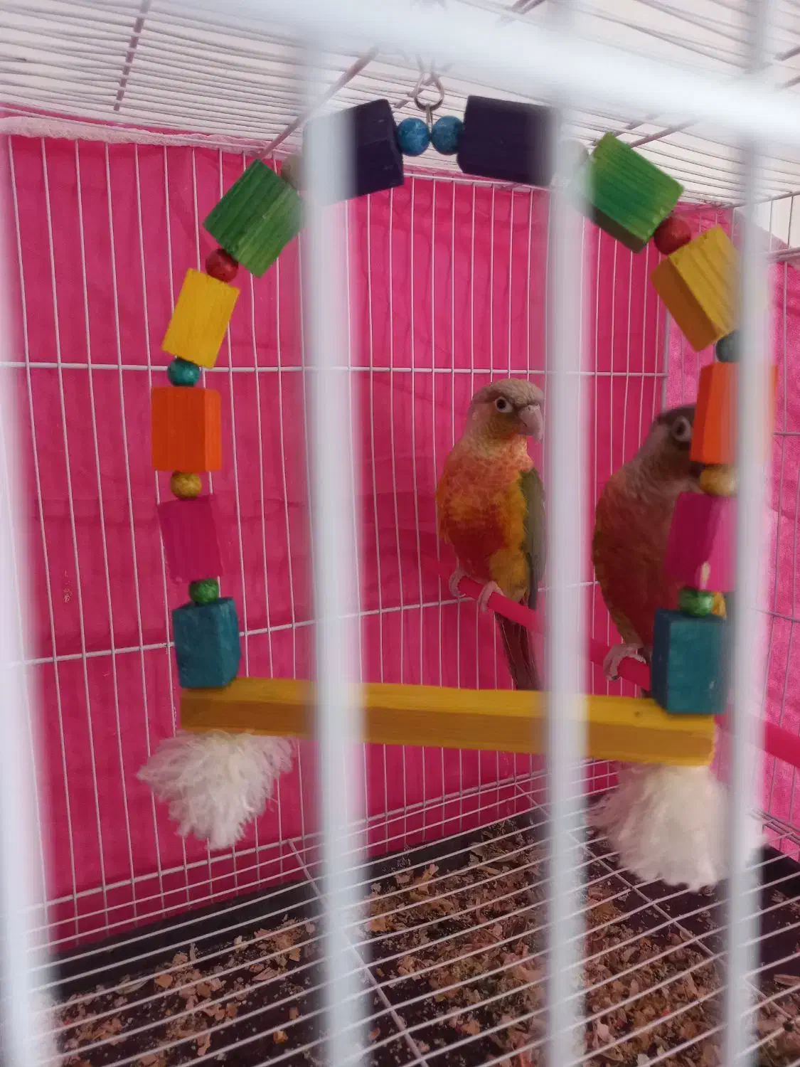 مولد گرینچیک و کتوله تضمینی|پرنده|مشهد, ویلاشهر|دیوار