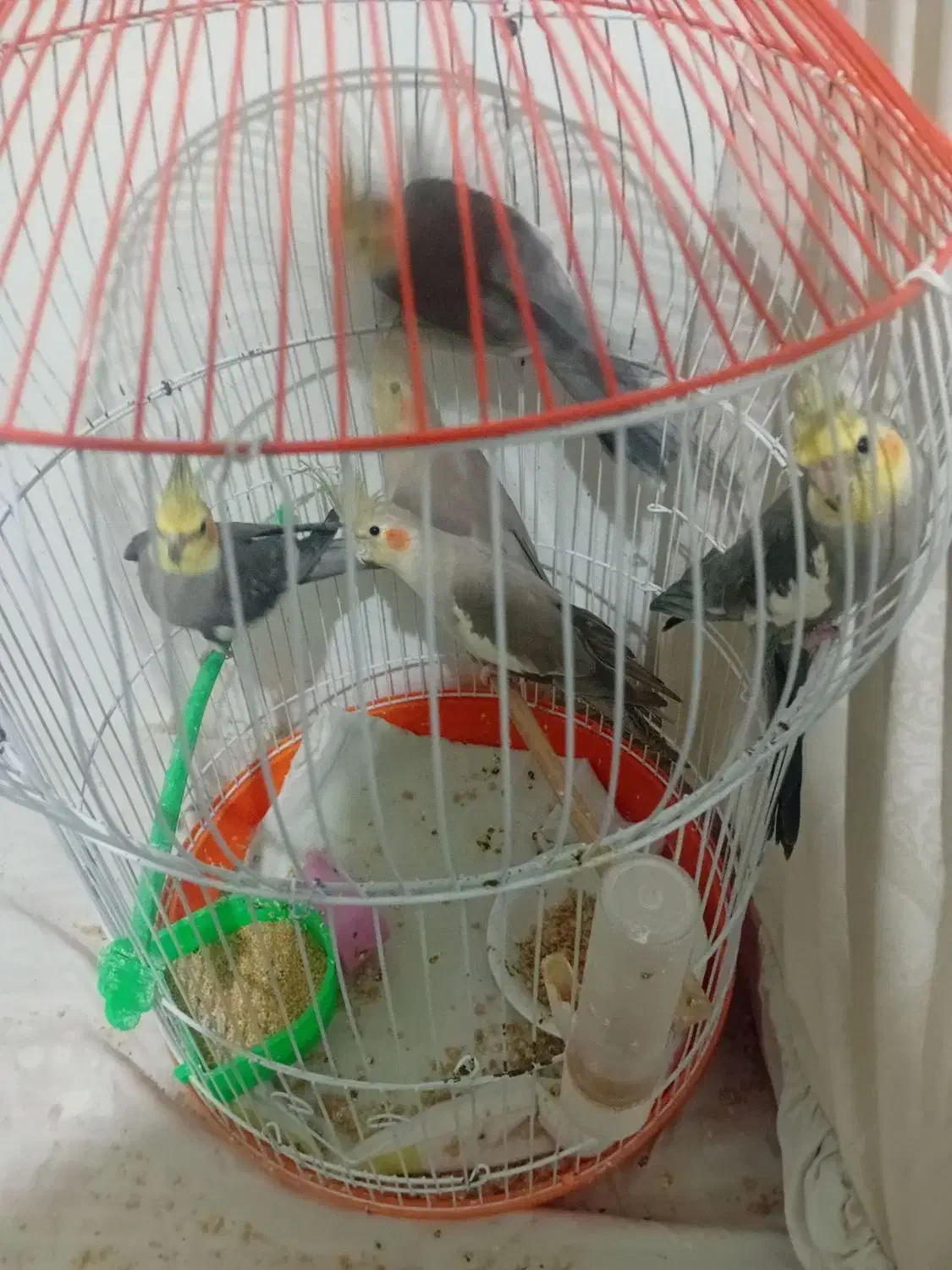 عروس هلندی سیامون واهویی|پرنده|تربت‌حیدریه, داروپخش|دیوار