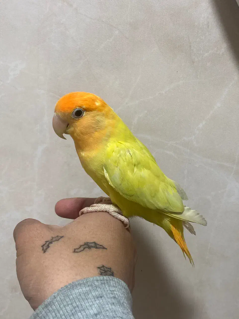 برزیلی|پرنده|ارومیه, |دیوار