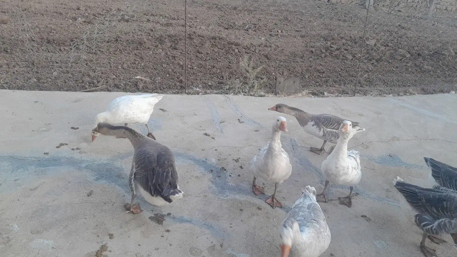 غازدورگه زیرقیمت|حیوانات مزرعه|بیرانوند, |دیوار