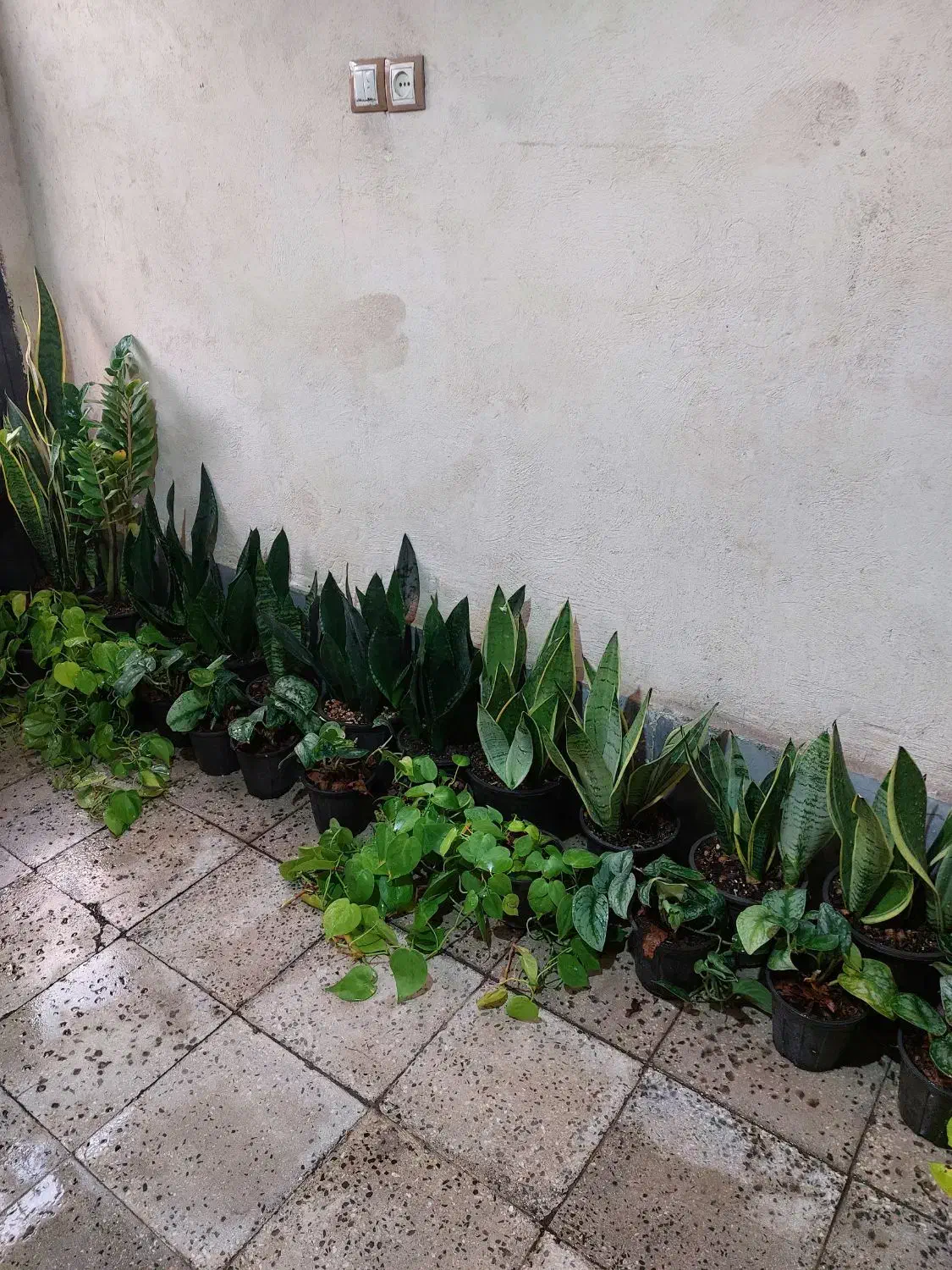 فروش ویژه گل طبیعی بمناسبت یلدا|گل و گیاه طبیعی|اسلامشهر, مطهری|دیوار