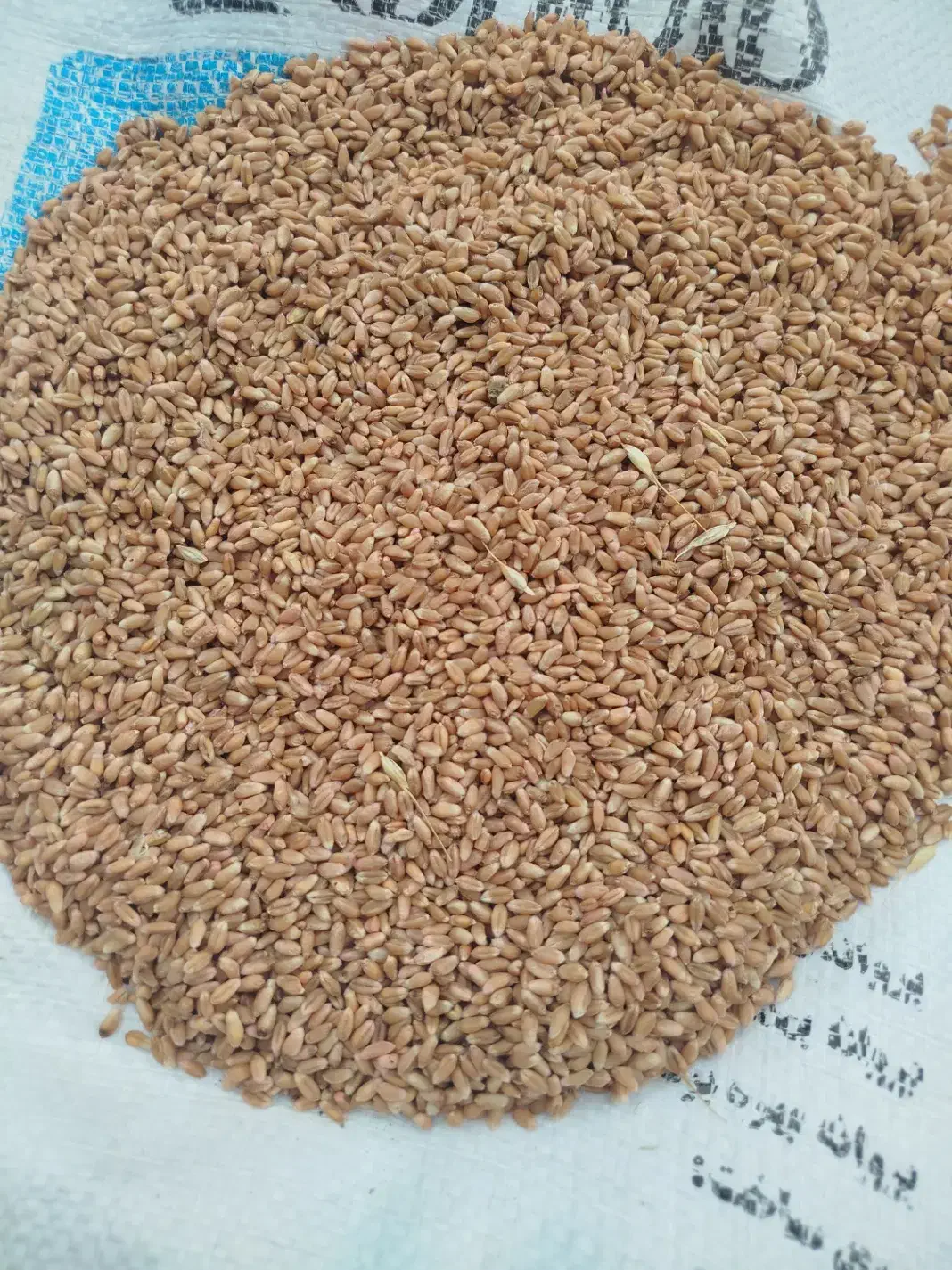 گندم بذری احسان|خوردنی و آشامیدنی|خان ببین, |دیوار