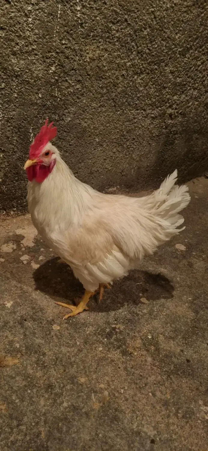 خروس|حیوانات مزرعه|دهگلان, |دیوار